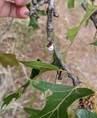 Pulvinaria innumerabilis