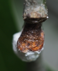 Pulvinaria innumerabilis