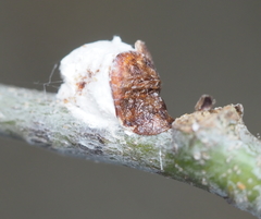 Pulvinaria innumerabilis