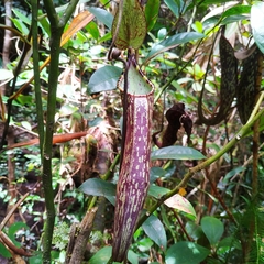 Nepenthes spectabilis