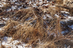 Microstegium vimineum