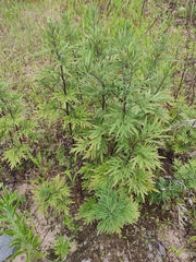 Artemisia argyi