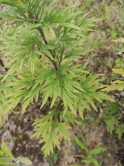 Artemisia argyi