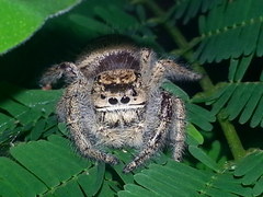 Phidippus maddisoni