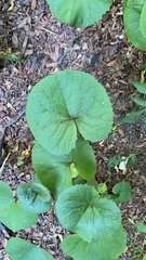 Magnoliopsida
