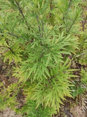 Artemisia argyi