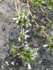 Arenaria querioides