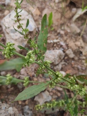 Rumex dentatus