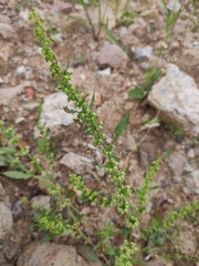 Rumex dentatus
