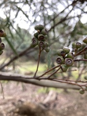 Eucalyptus pulchella