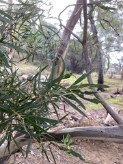 Eucalyptus pulchella