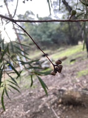 Eucalyptus pulchella
