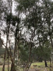 Eucalyptus pulchella