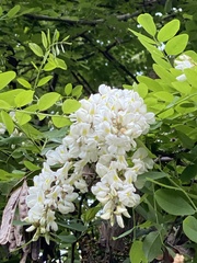 Robinia pseudoacacia