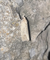 Epiblema grandaevana