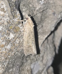 Epiblema grandaevana