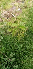 Senna spinescens