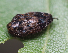 Brachys ovatus