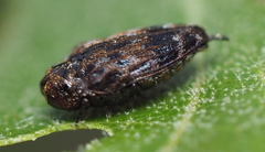 Brachys ovatus