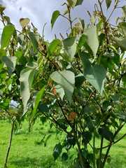 Croton gossypiifolius