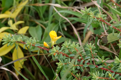 Pultenaea maritima