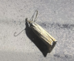 Chrysoteuchia