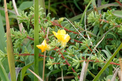 Pultenaea maritima