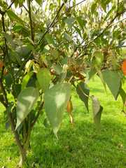Croton gossypiifolius