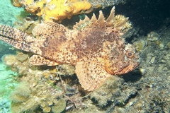 Scorpaena sumptuosa