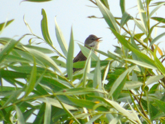 Curruca communis