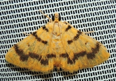 Dichocrocis clytusalis