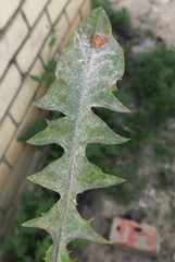 Podosphaera erigerontis-canadensis