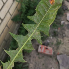 Podosphaera erigerontis-canadensis