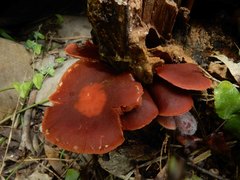 Tubaria rufofulva