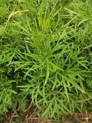 Artemisia umbrosa