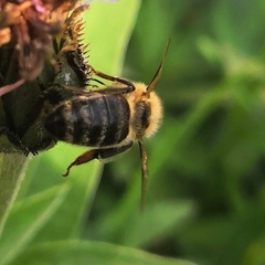 Apis mellifera