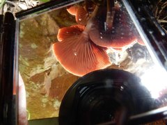 Tubaria rufofulva