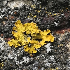 Xanthoria parietina