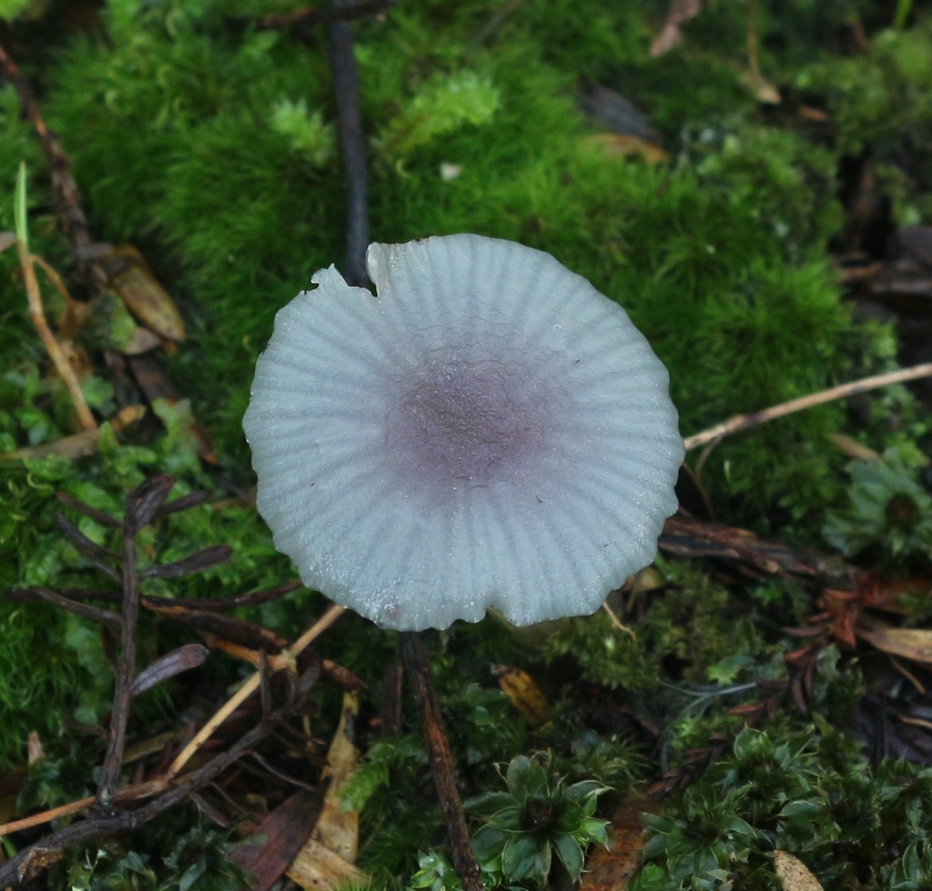 waxcaps from Okokako Road, Waimate North, New Zealand on June 19, 2021