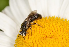 Hylaeus nigritus