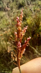 Restio albotuberculatus