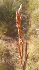 Restio albotuberculatus