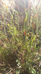 Restio albotuberculatus