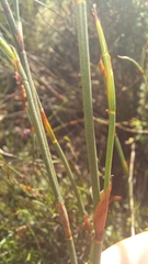 Restio albotuberculatus