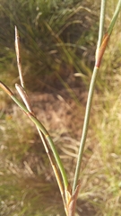 Restio albotuberculatus