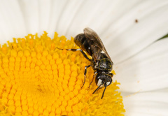 Hylaeus nigritus