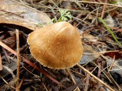 Psathyrella pennata