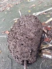 Crematogaster rogenhoferi