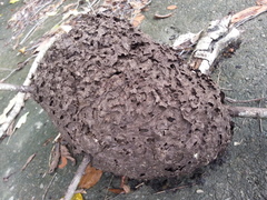 Crematogaster rogenhoferi