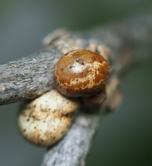 Allokermes galliformis